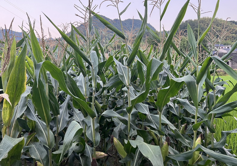 臨夏農(nóng)機(jī)中心召開(kāi)農(nóng)業(yè)生產(chǎn)社會(huì)化服務(wù)項(xiàng)目推進(jìn)會(huì)