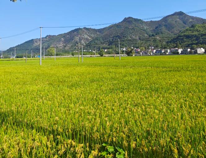 政策解讀│2025年河北省強(qiáng)農(nóng)惠農(nóng)政策明白紙之小麥“一噴三防”項(xiàng)目