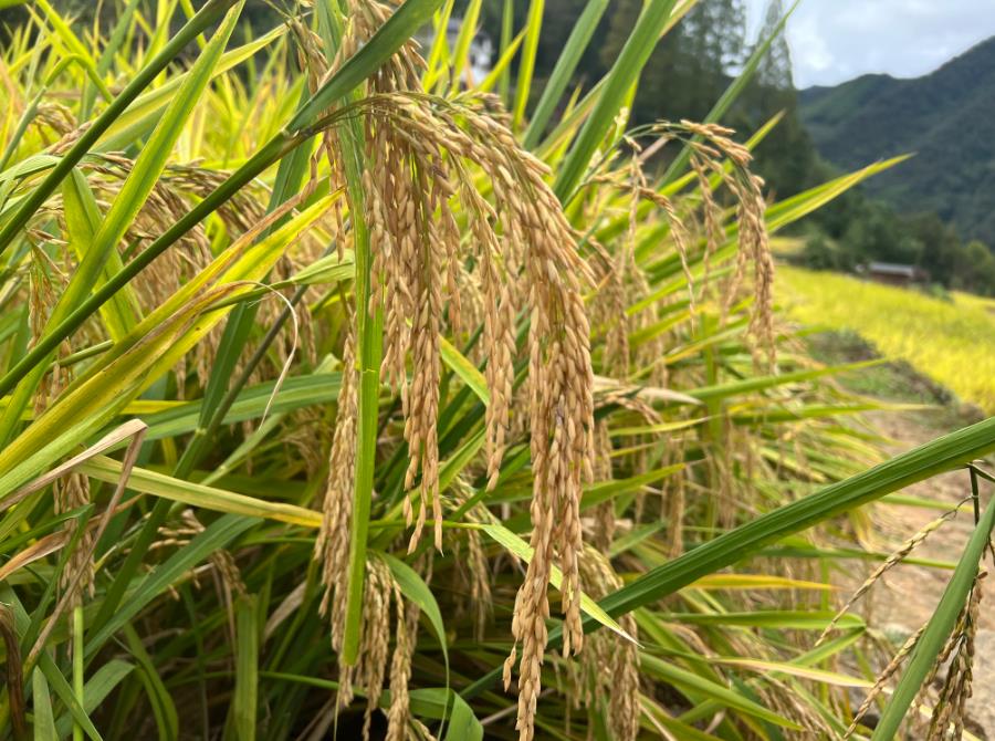 雙季稻種植面積達100畝將一次性獎勵1萬元，多種多獎！福州市九條舉措調動農民種糧積極性
