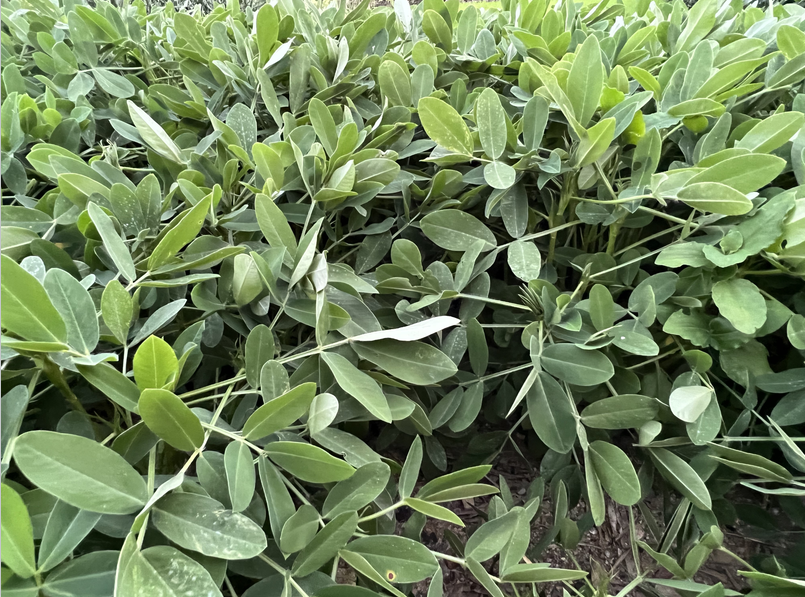 2026年東北地區花生生產技術指導意見