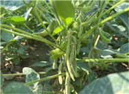 呼倫貝爾市：精準測產(chǎn)創(chuàng)佳績護航糧油提產(chǎn)能——內(nèi)蒙古主要糧油作物大面積單產(chǎn)提升測產(chǎn)進行時(六)