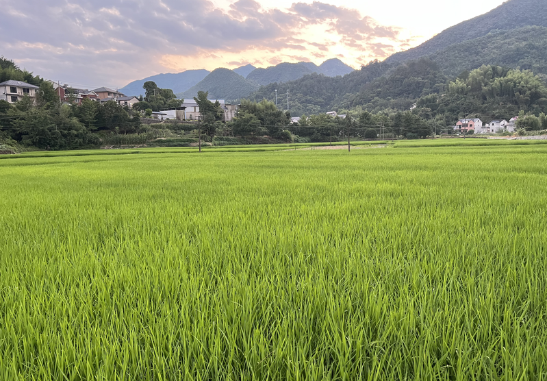 农业农村部党组召开会议强调 深入学习贯彻习近平总书记重要讲话精神 扎实做好乡村特色产业发展、农业科技创新等工作