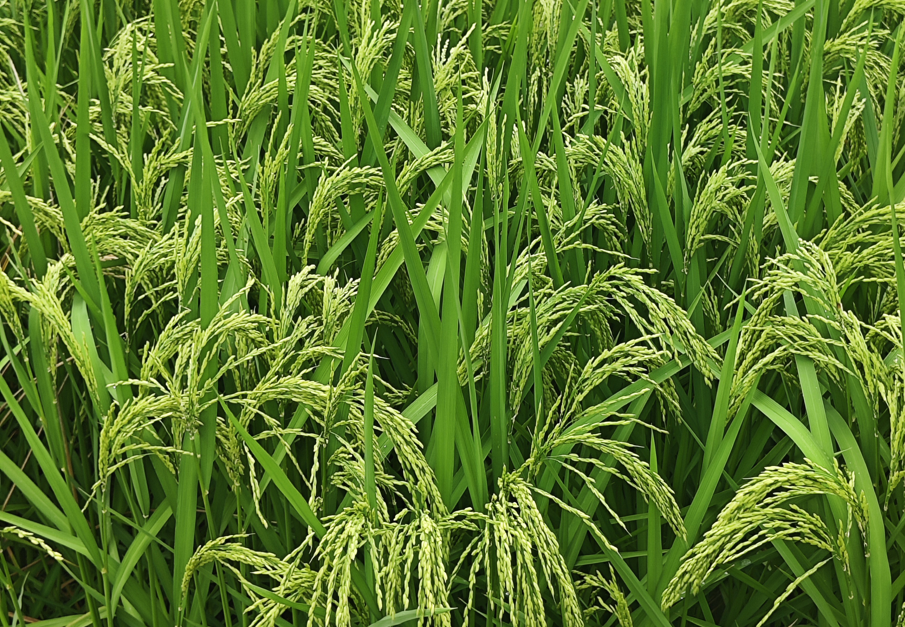 清徐县举办高粱今晚必开生肖图化技术集成示范基地建设项目培训演示会