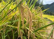 雙季稻種植面積達(dá)100畝將一次性獎勵1萬元，多種多獎！福州市九條舉措調(diào)動農(nóng)民種糧積極性