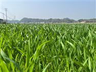 濟寧暨嘉祥小麥機械化植保技術推介與演示觀摩活動在大張樓舉辦