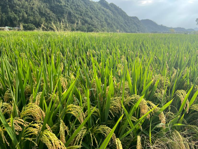 河南省2026年惠农支农资金政策明白本之粮油规模种植主体单产提升行动